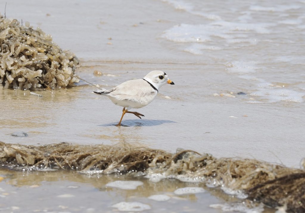 A photo of a Piping Plover on the tide edge. The bird is walking to the right towards the tide edge and there are bits of seaweed also visible on the beach. Photo by Cathy Ryden.