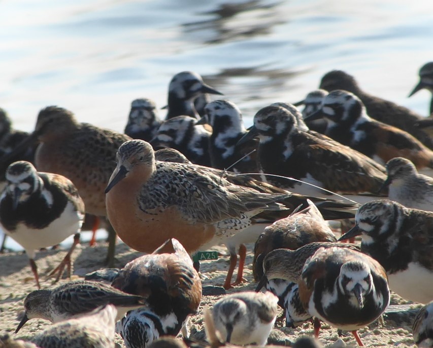 A group of waders (shorebirds) on a beach. The Red Knot in the centre of the image is wearing a dark green leg band with the code A25 in white writing. The wires from a GPS tag are also visible behind the bird. Photo by Florence Turner.