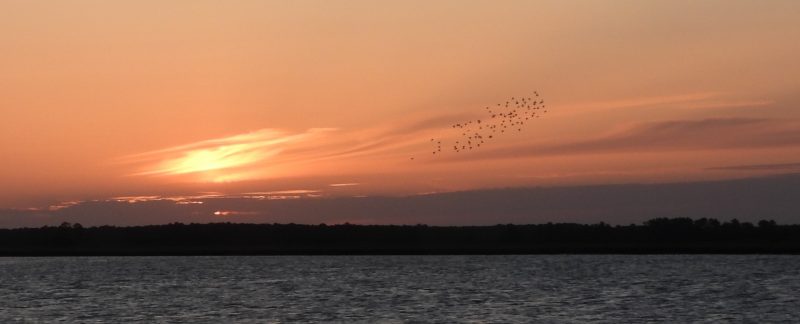 A photo of a small flock of birds flying over water at sunset, with an orange sky above the shoreline. Photo by Cathy Ryden.