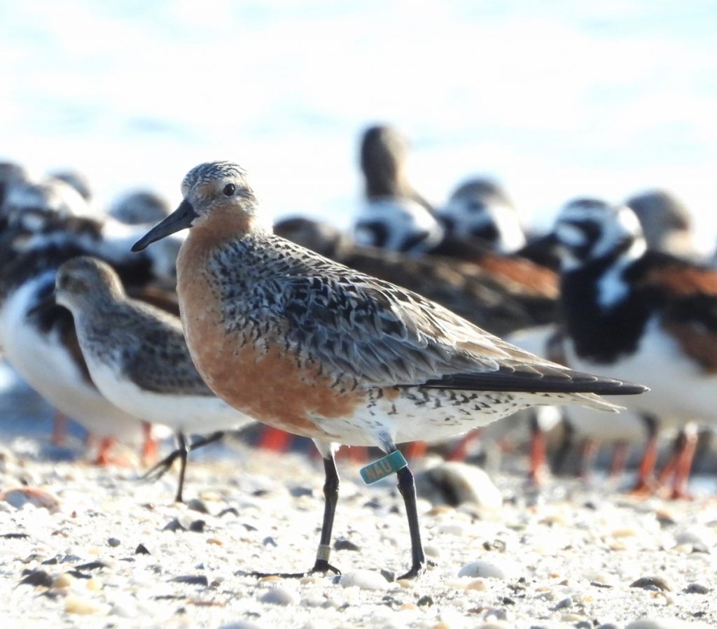 Photo of flagged Knot. The Knot is standing on a beach with by others shorebirds in the background. Cathy Ryden.
