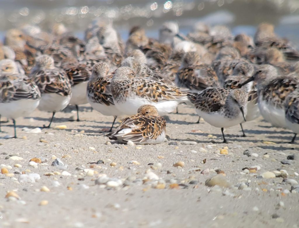 A group of Sanderlings on a sandy beach with a few pebbles. The birds are roosting, most on one leg, with the one nearest to the camera lying down with it's head tucked into its wing. Photo by Kirsten Grond.