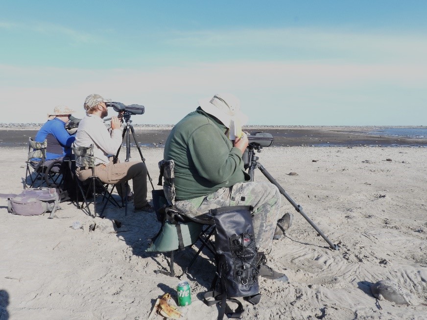 Photo of three ringers on a beach looking through telescopes to record colour-marked birds