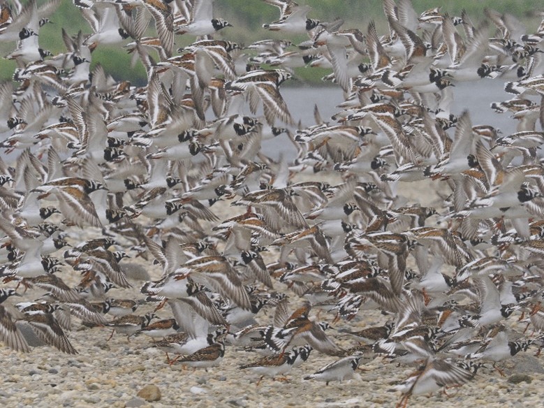 A photo of a dense flock of Turnstone taking off from a beach. Phot by Cathy Ryden.