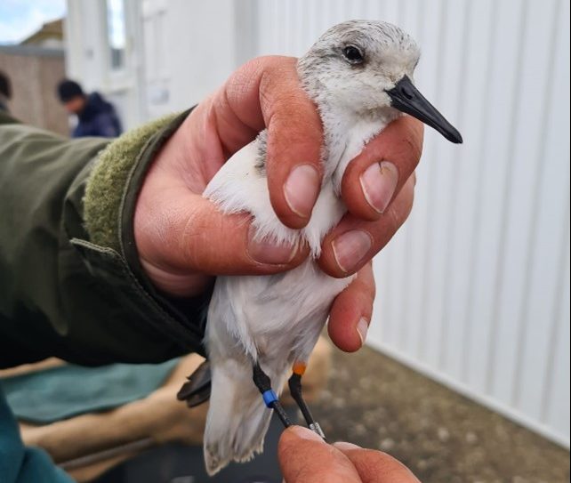 Photo of a Sanderling in the hand. The bird has colour rings on its legs, identifying it as a bird ringed in 2007. Photo by Kirsty Turner.