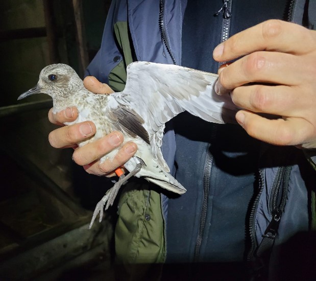 Photo of a Grey Plover in the hand. A wing is being held open, showing the black 'armpits'.  Photo by Nick Shaw.
