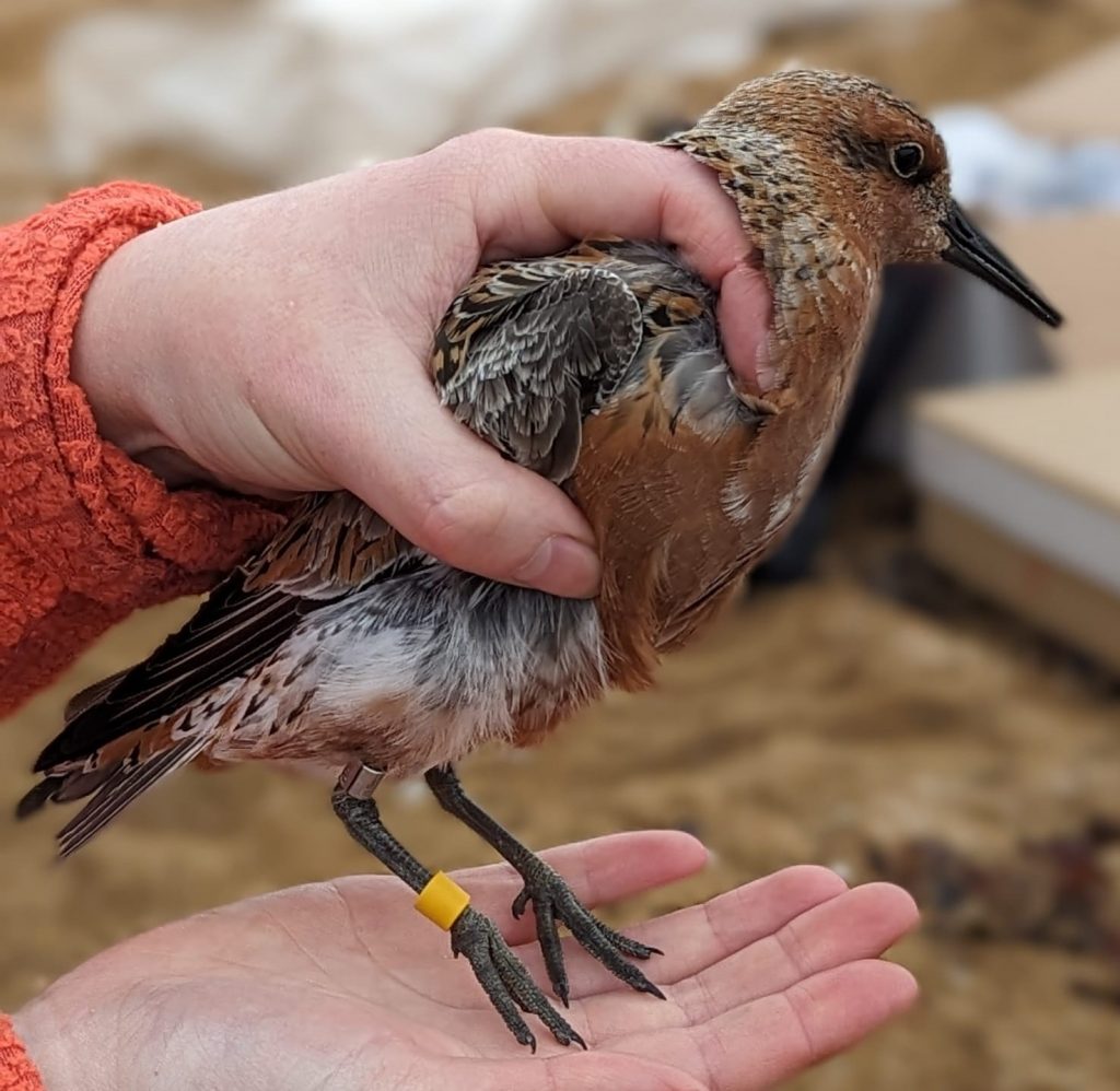 A Red Knot being held with its feet lightly touching a hand. The bird has a metal ring above the knee and a yellow colour ring on it's lower leg. Photo by Maria Mak