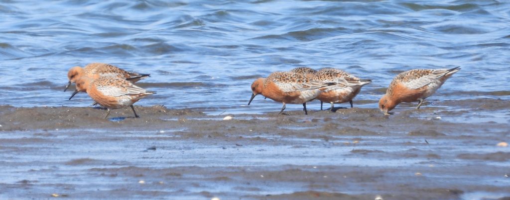 A group of six Red Knot feeding on mud surrounded by water. Photo by Bernard Siddle