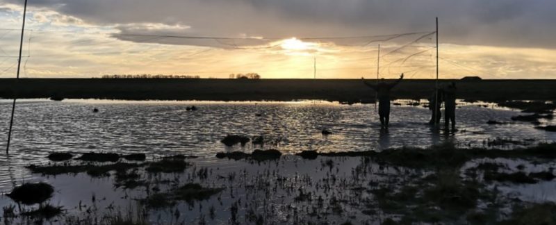 Photo of some ringers setting mist nets on a wet marsh at sunset. Photo by Molly Brown.