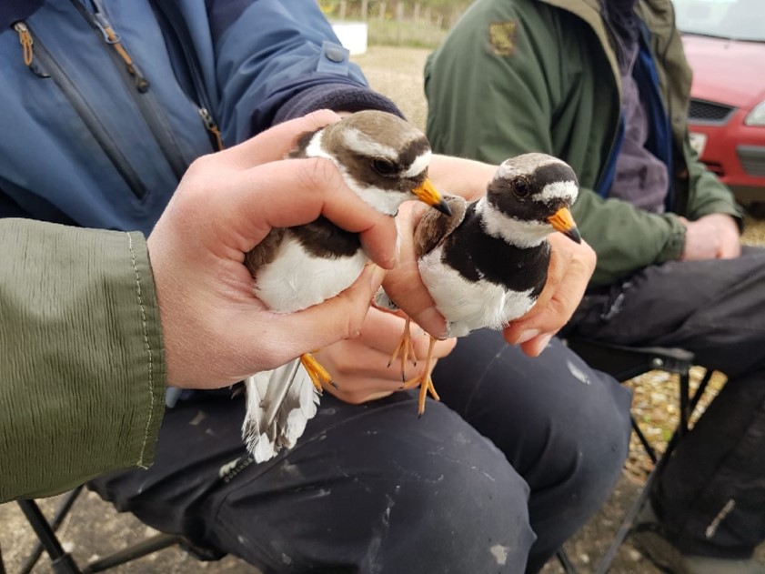 A pair of Ringed Plovers being held after being ringed. Photo by Sam Franks.