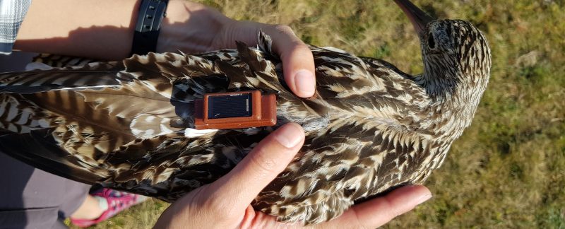 A photograph of a Curlew being held in two hands. The bird has been fitted with a satellite tag to track its movements.