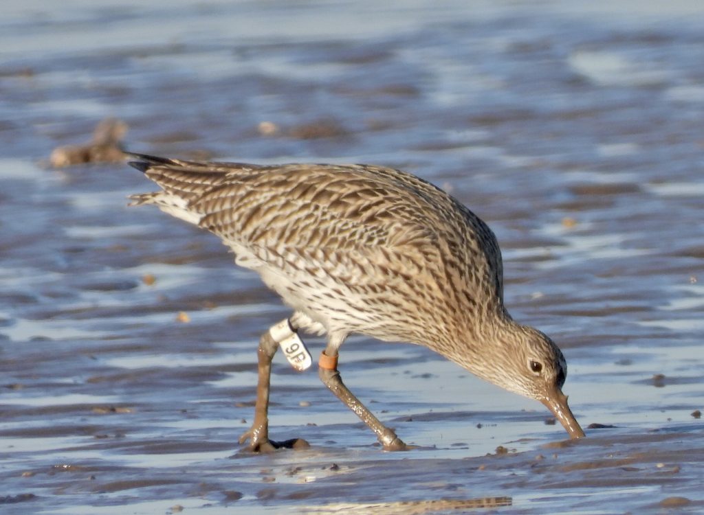Photograph of a Curlew feeding on mudflats. It has a white flag with the code 9P sitting above the knee on it's left leg. On it right leg, it is wearing an orange plastic ring above the knee and a metal ring below the knee.