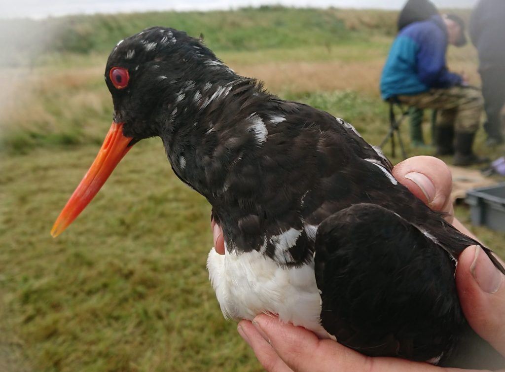 Photo of an Oystercatcher in the hand, showing unusual white feathering around its neck and back.