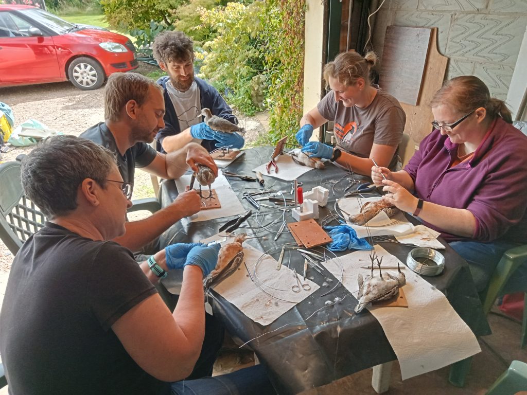 A team of people sitting around a table making decoys.