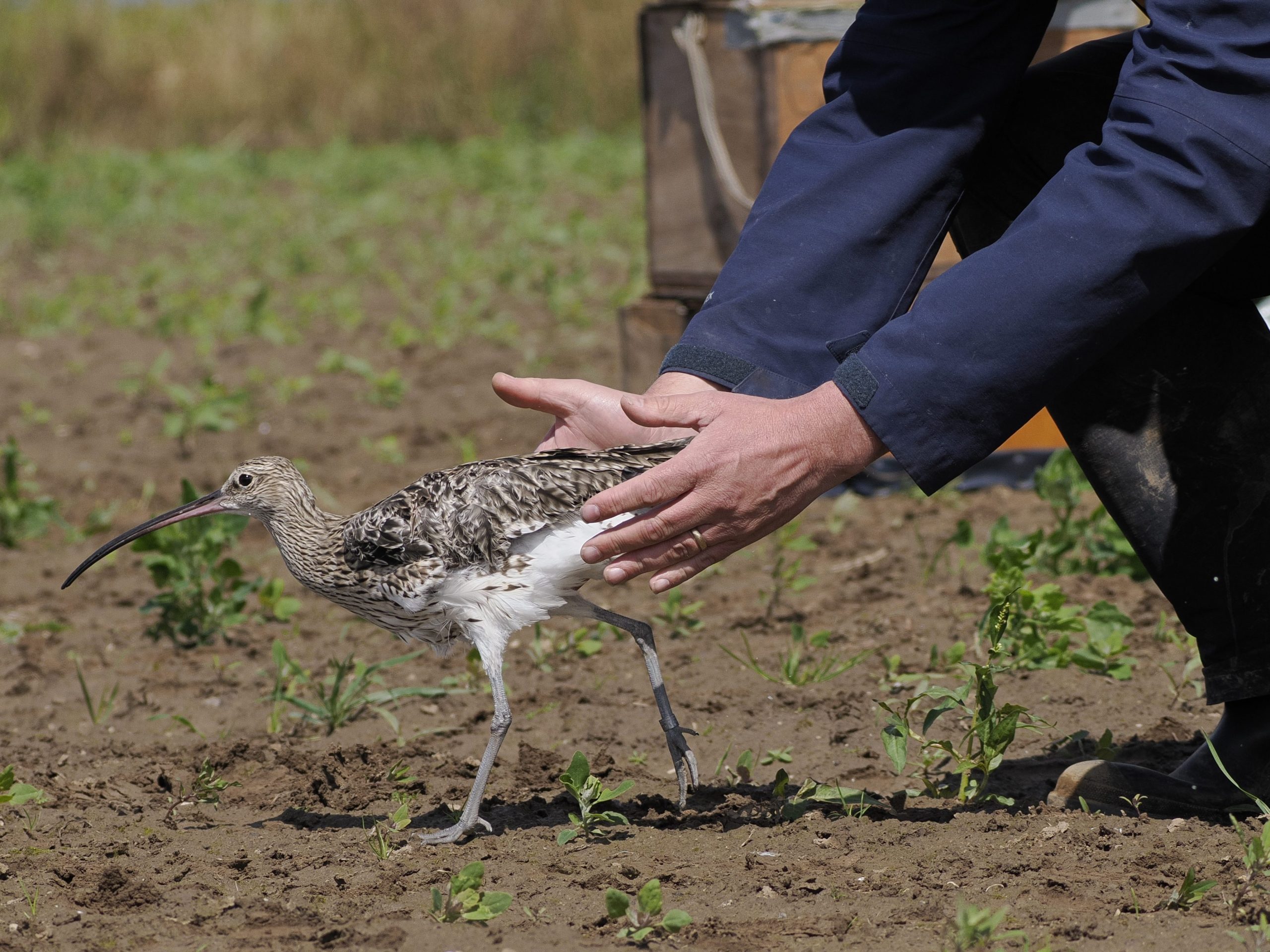 Photo of a Curlew being released on the ground after being ringed.