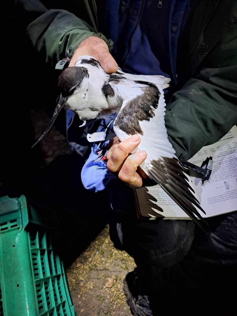 An Avocet in the hand. Its wing is extended and is being examined.