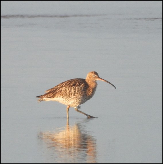 A Curlew walking in shallow water. It has a white flag on its right leg.