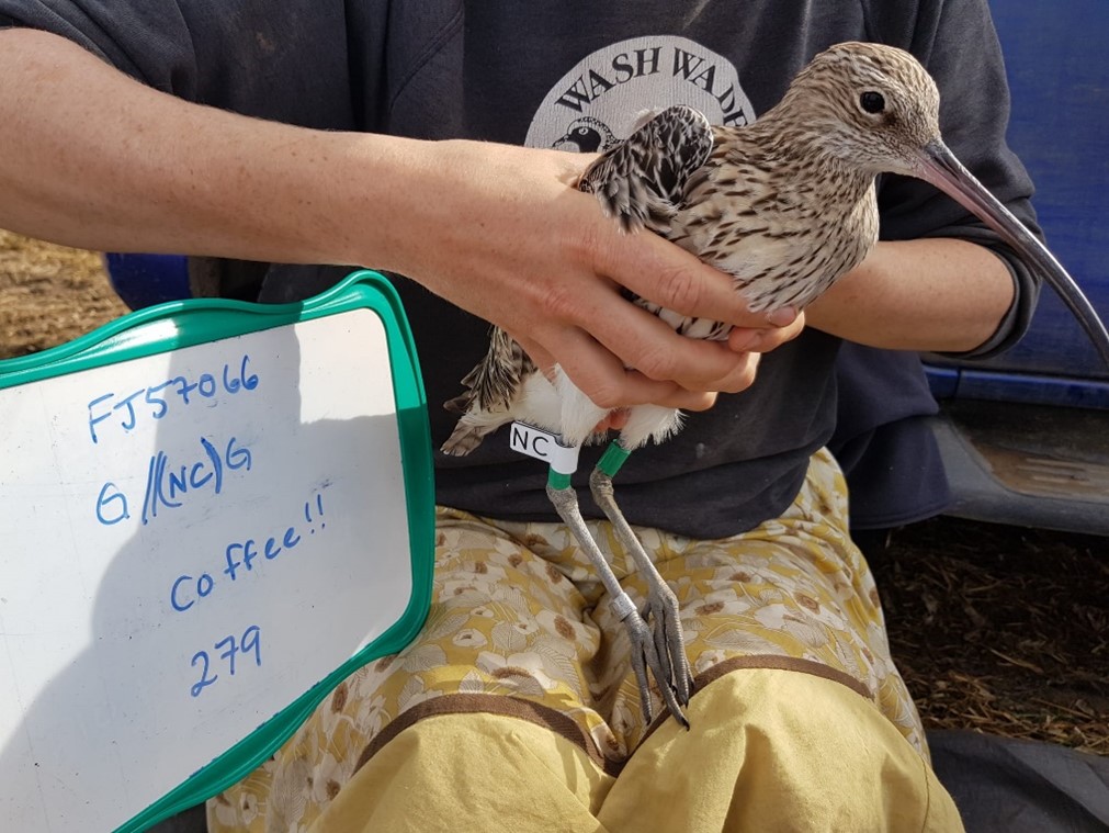 A Curlew being held next to a board with ringing details written on it. The Curlew has a white flag on its leg with the letters NC on it.