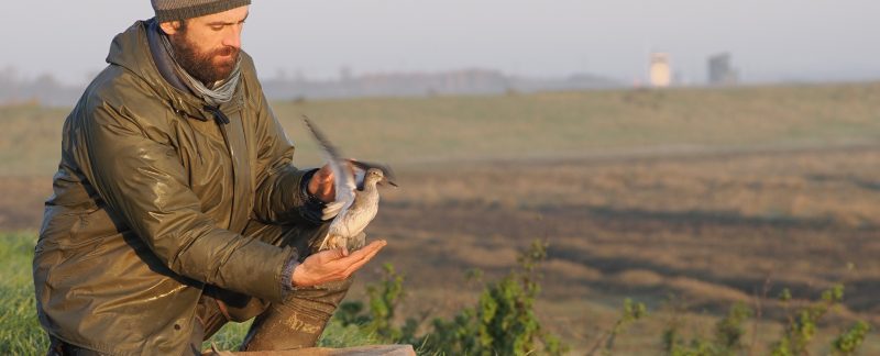 Photo of a man crouching down. He has a Redshank in his hand that he is in the process of releasing.