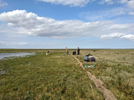 A grassy marsh with a line of netting leading the eye into the distance, where members of the team are working to set the net ready for a cannon-net catch.
