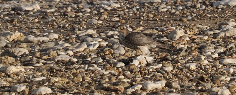 Photo of a Sparrowhawk in a prey item, a juvenile Turnstone, on a shingle beach.