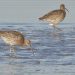A groups of Curlew feeding in shallow water. Three of the birds have white, uniquely marked flags on their legs, enabling researchers to identify them.