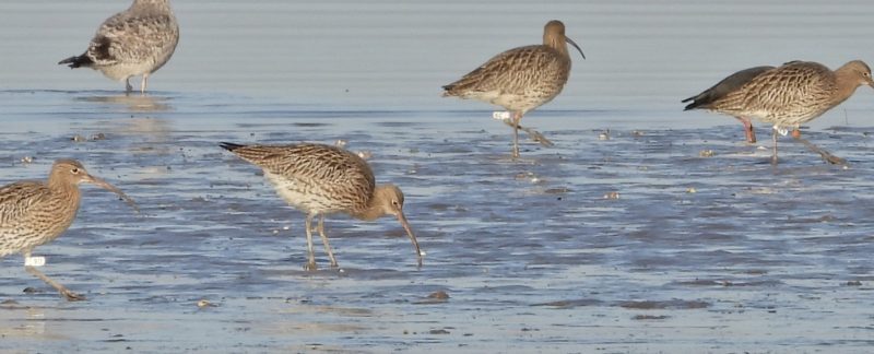 A groups of Curlew feeding in shallow water. Three of the birds have white, uniquely marked flags on their legs, enabling researchers to identify them.
