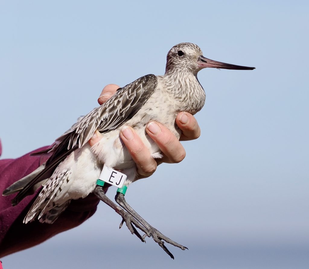 A Bar-tailed Godwit in the hand. The bird has a green colour ring on both legs and a white flag with EJ on it, on its right leg.
