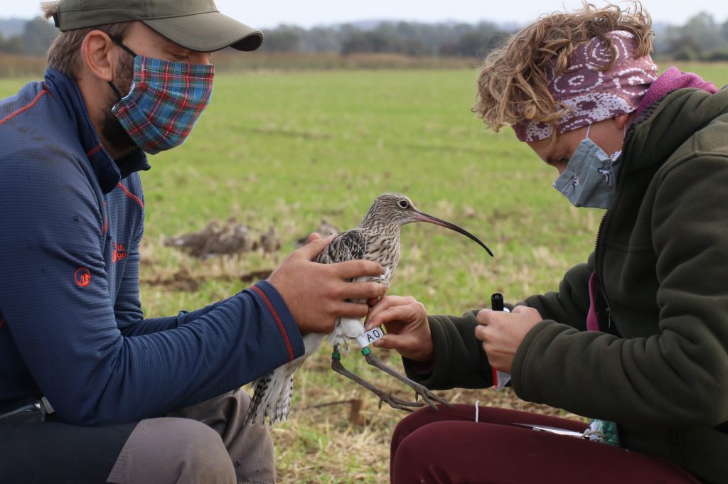 Two people wearing face masks sit facing each other. One is holding a Curlew while the other fixes a white colour flag in place on its right leg.