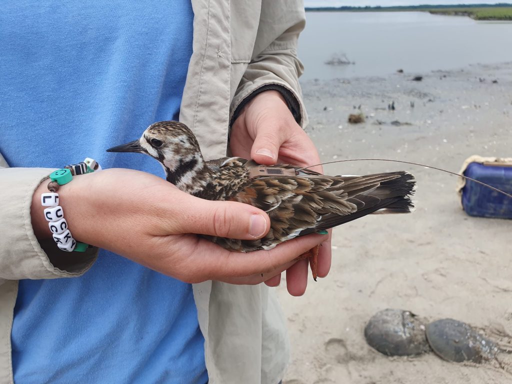 A photo of a Turnstone in the hand.