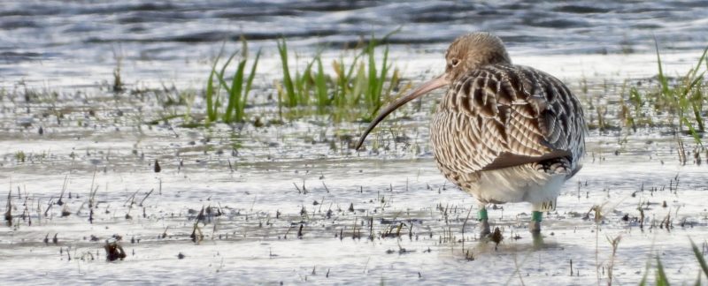 A Curlew standing in a waterlogged field looking to the left, It has a white flag on it's right leg with the code NA written in black letters on it.