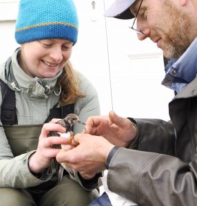 A woman sits, holding a Turnstone while a man fits colour rings to its leg.