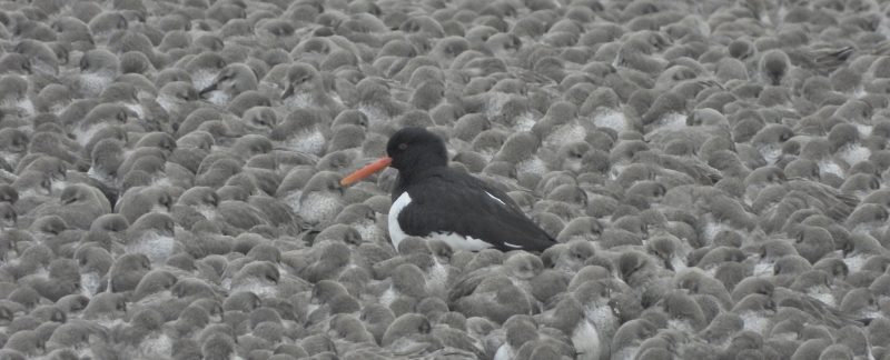 An Oystercatcher standing in a flock of Knot.