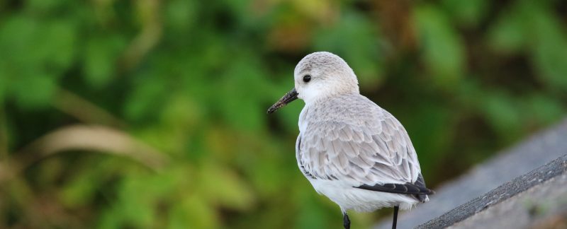 Close up image of a Sanderling sitting on a sloping surface, with greenery behind.