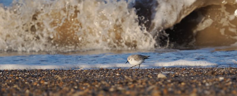 A single Sanderling walks to the left at the tide edge on a pebbly beach. A wave is about to break on the shore behind the bird.