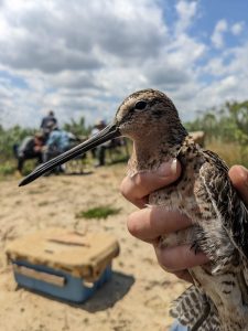 A Short-billed Dowitcher in the hand.