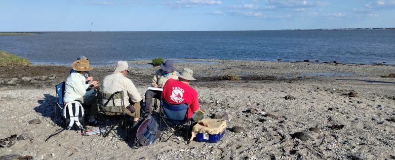 A group of people sitting on chairs on a beach, processing shorebirds.