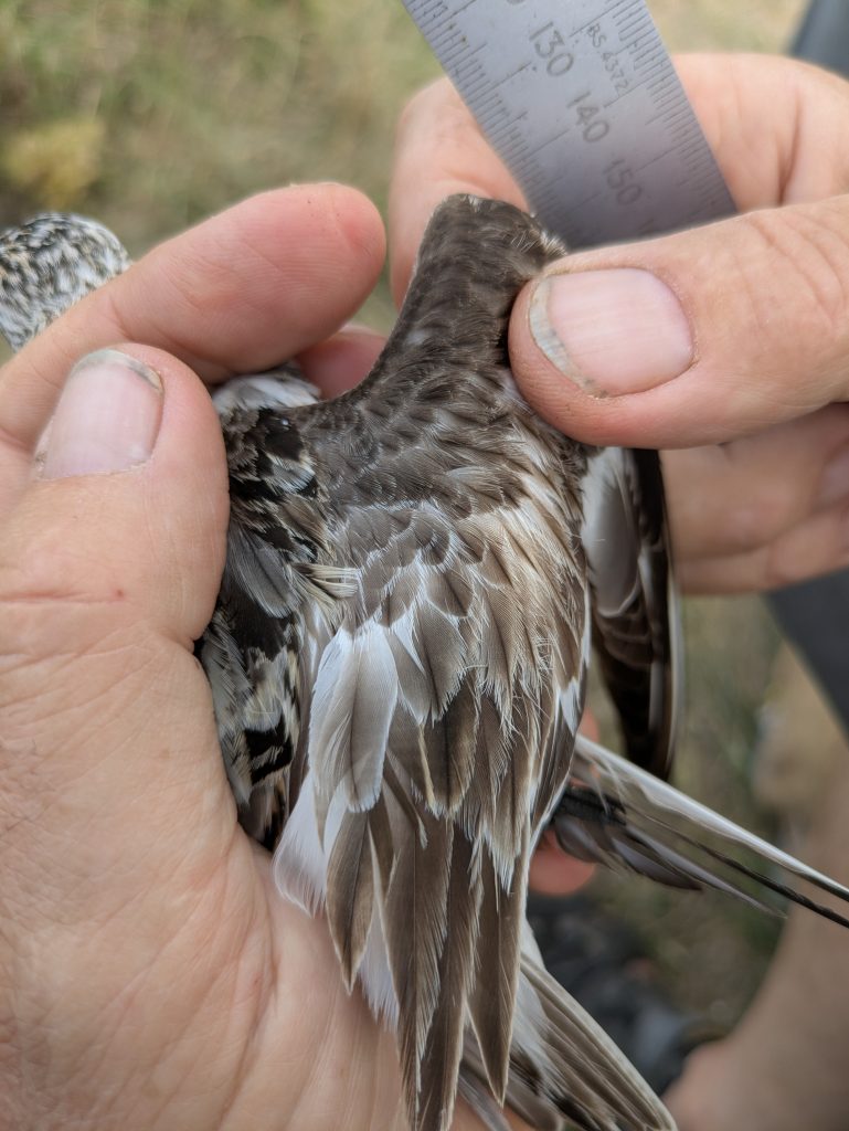 An adult Sanderling in the hand, being examined.