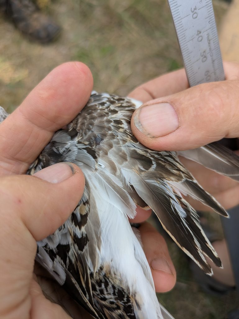 A juvenile Sanderling in the hand being examined.