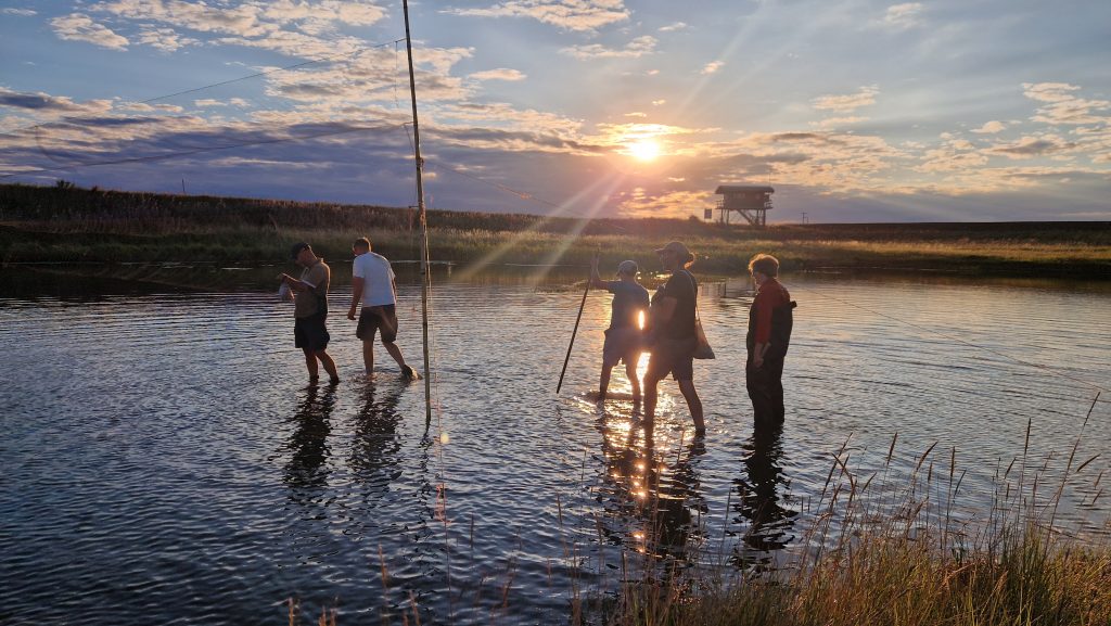 A group of five ringers setting mist nets over a pool, under a blue sky with white clouds and a setting sun.