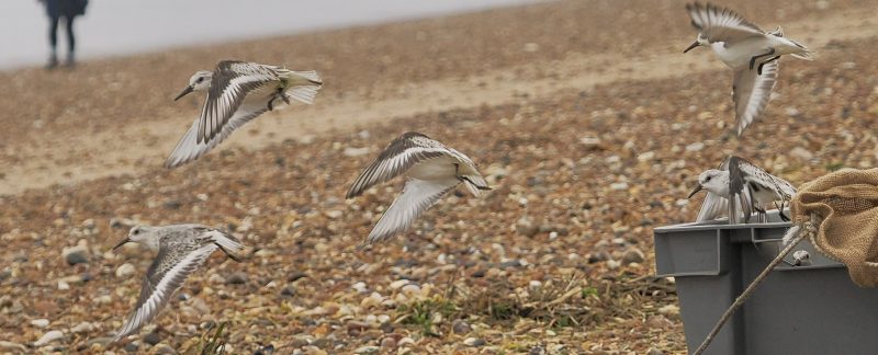 A group of Sanderling flying away after being released.
