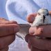A Sanderling in the hand having its wing examined to determine its age and whether it is moulting.