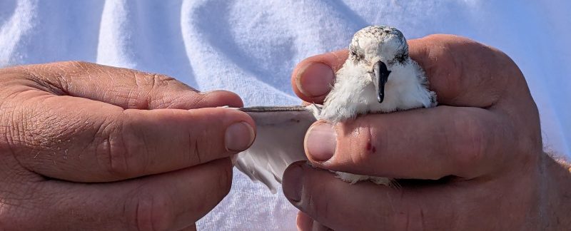 A Sanderling in the hand having its wing examined to determine its age and whether it is moulting.