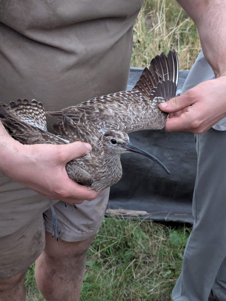 Whimbrel in the hand with a wing being stretched to examine the plumage.