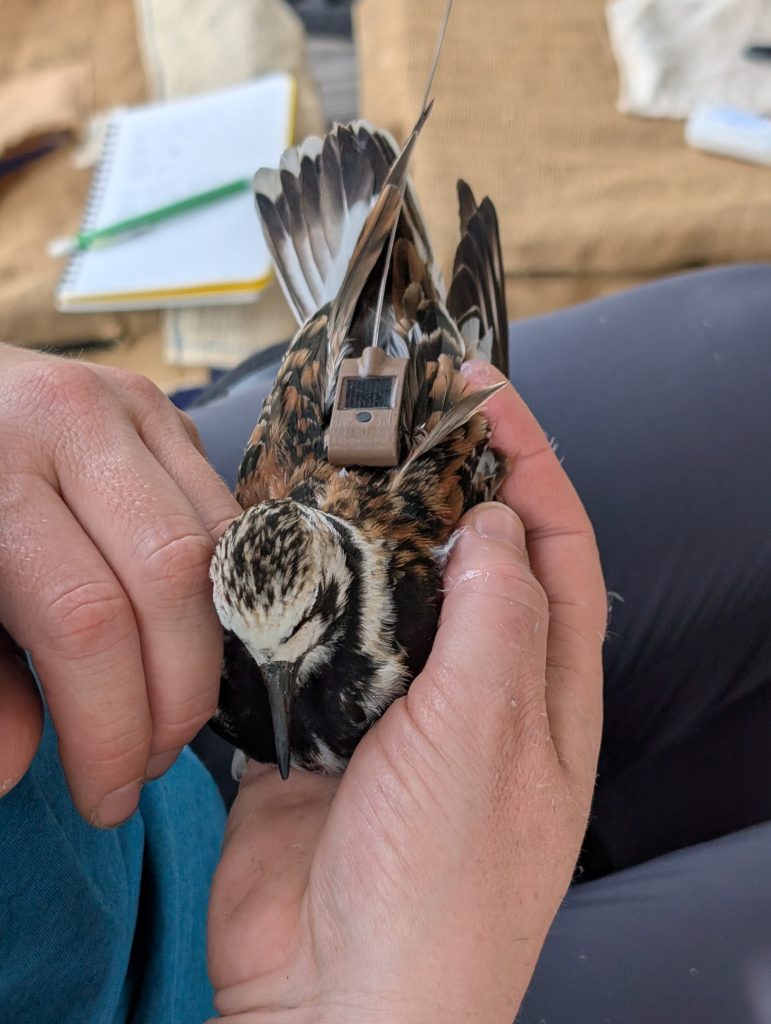 A Turnstone in the hand with a tracking tag attached to its back.